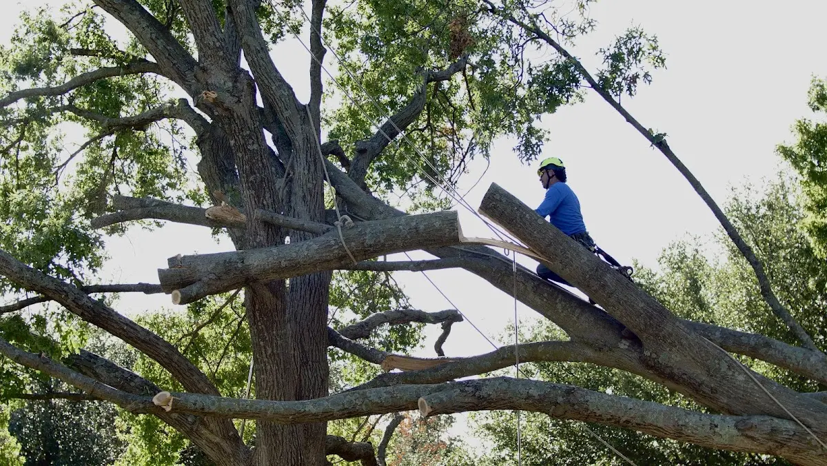 Professional Crown Thinning performed by certified arborists in South Boston