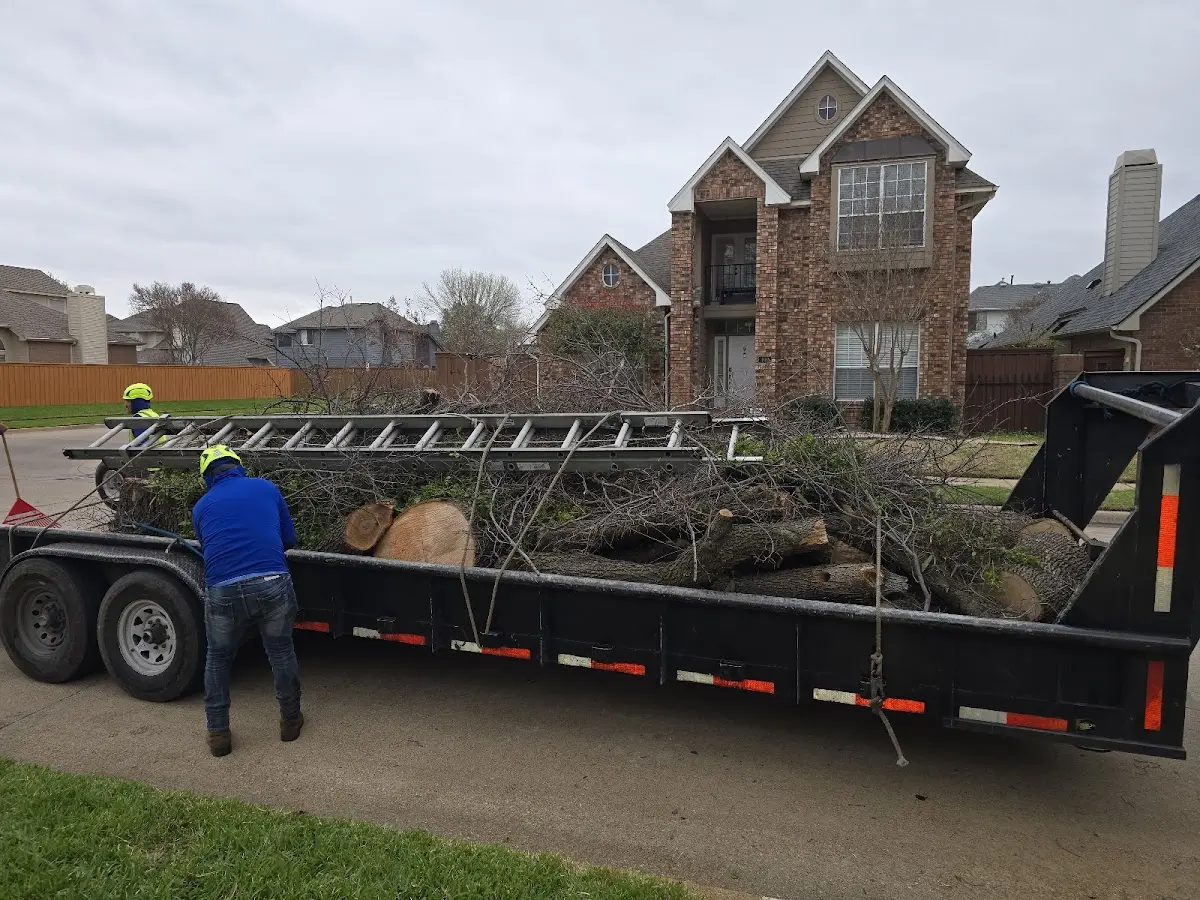 Expert Tree Pest Control with proper safety equipment in South Boston